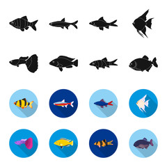 Botia, clown, piranha, cichlid, hummingbird, guppy,Fish set collection icons in black,flet style vector symbol stock illustration web. © pandavector