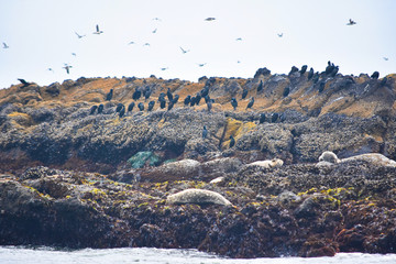 Yaquina Head Rocky Seascape
