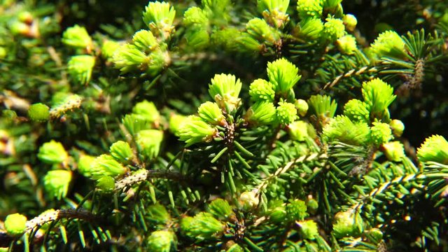 Close-up of green young needles spruce Picea abies in spring in fivefold reflection in the park of the foothills of the Caucasus