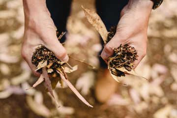 Hands with a handful of dried leaves and forest flowers