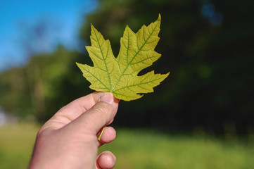yellow maple leaf in a man hand