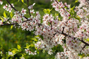 Flowering branch of a cherry tree