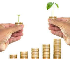 Man hand holding money coin with tree growing over stack of money coin on white background; concept of money growth and save money