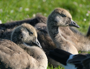 Canada Geese young on lake bank resting in evening sun.