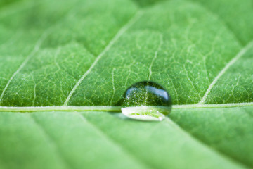 Green leaf with water drop, selective focus with shallow depth of field.