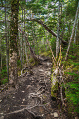 新緑の登山道