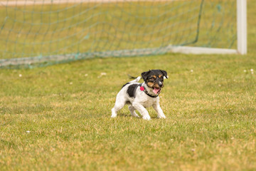 little dog is standing in the gate and is goalkeeper - cute energetic Jack Russell Terrier