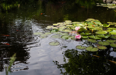 water lily against a dark background in the water with pink lotus flowers