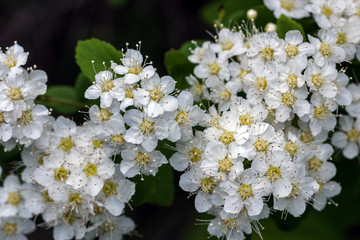 Flowering spiraea bushes in the park