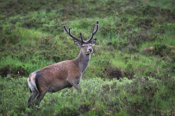 Red Deer with Antler Velvet in Scottish Highlands
