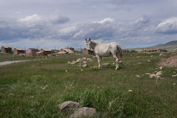 Armenian border and white horse