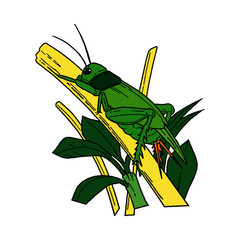 Grasshopper cartoon illustration isolated on white background for children color book