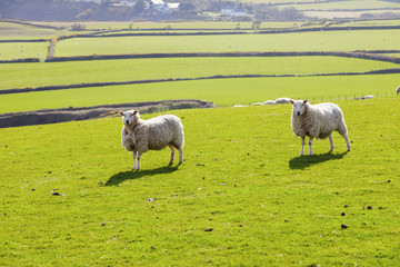 Fototapeta premium Spring panorama of Isle of Man