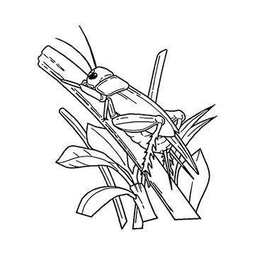 Grasshopper cartoon illustration isolated on white background for children color book