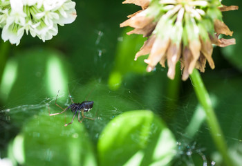 Spider sits on his cobweb. Selective focus with shallow depth of field.