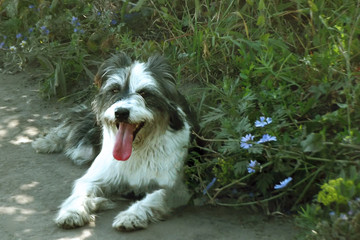 Fototapeta premium The Yard Dog awaits the owner with an open mouth and tongue.