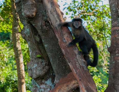 macaco prego cara branca natureza subindo arvore olhando