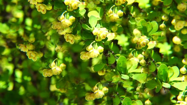 Close-up of young branches of golden-shaped barberry with yellow inflorescences and green leaves on a spring breeze in fivefold reflection