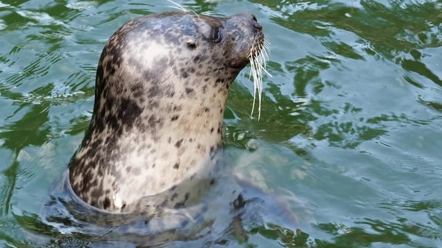 Seal in water (Phoca vitulina) pokes his head out of the water. Harbor seal resting in water
