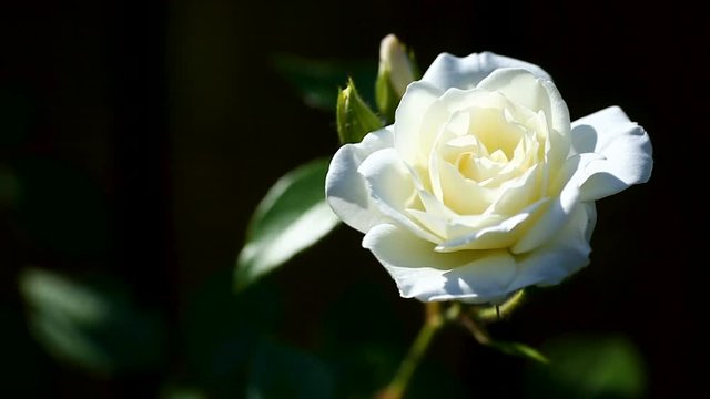 beautiful white blooming roses