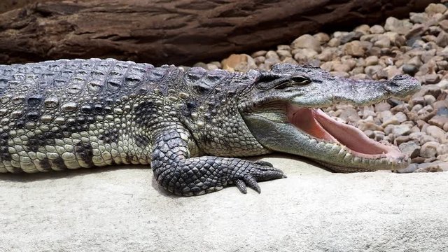 Siamese crocodile. Close up of siamese crocodile (Crocodylus siamensis)