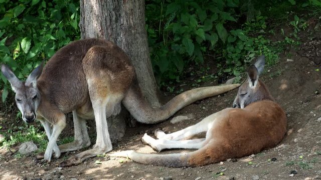Kangaroos (Macropus rufus) in nature