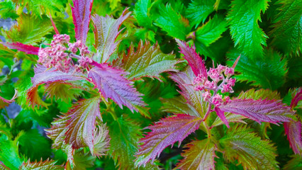 Beautiful spirea "crispa" in the garden.