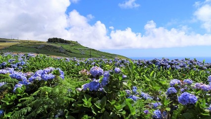 Obraz premium Açores