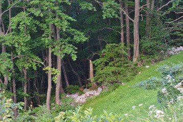 Fototapeta premium Inizio del Bosco