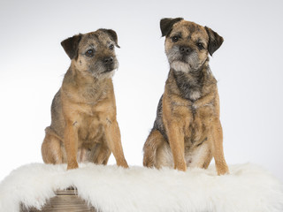 Obraz premium Border terrier dog portrait. Image taken in a studio with white background.