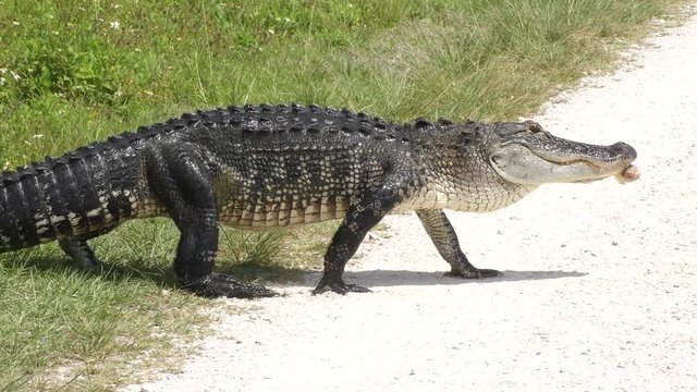 alligator with tumor on its jaw crossing Florida rural road
