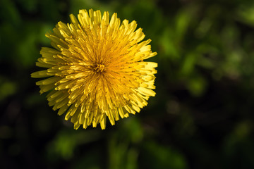 Yellow dandelion flower
