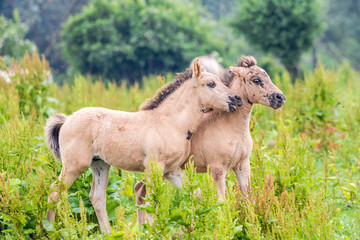 wild konik horse foals playing together in the Dutch Oostvaardersplassen nature reserve © andrewbalcombe