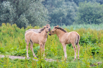wild konik horse foals playing together in the Dutch Oostvaardersplassen nature reserve