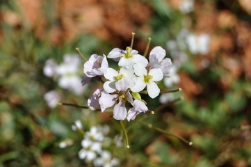 Flor blanca en primavera