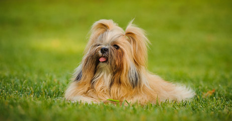 Shih Tzu dog outdoor portrait lying in green grass