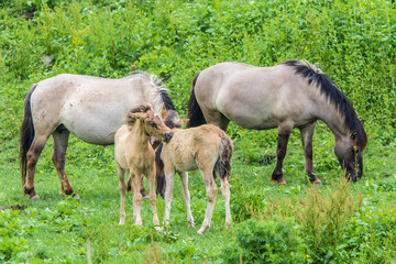 Naklejka na ściany i meble young wild Konik horse foals and adults in green meadow