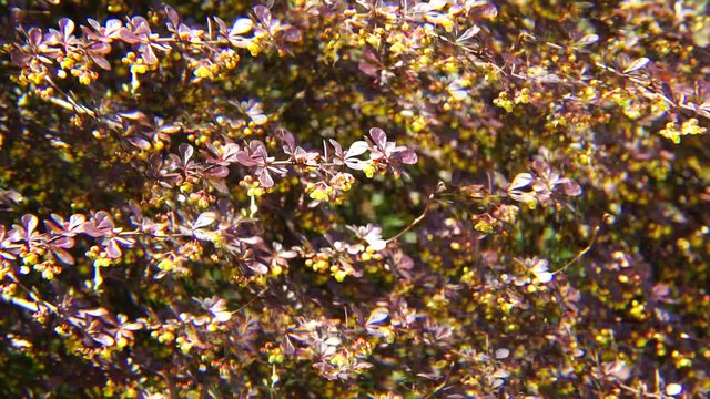 Spring branches of barberry Berberis Thunberg with yellow inflorescences on a spring breeze against a blue sky in a fivefold reflection