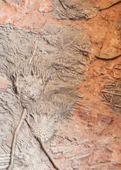 Crinoid fossils in sandstone