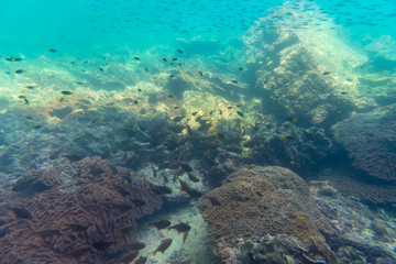 scenic of underwater sea view of group of small fish and corals