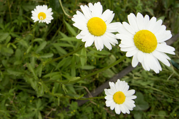 Obraz premium Chamomile. Blooming daisies, white with yellow flower