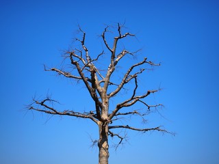 Fototapeta na wymiar leafless tree isolated