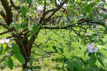 blossom tree over nature background / spring flowers