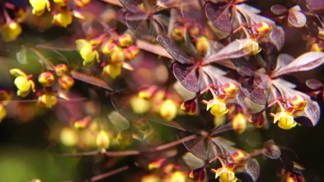 Yellow and spring inflorescence of Berberis Thunberg among the leaves on the breeze in fivefold reflection in the foothills of the Caucasus