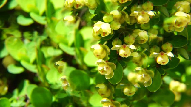 Young and spring branches of barberry gilded in the wind in fivefold reflection in the park of the foothills of the Caucasus