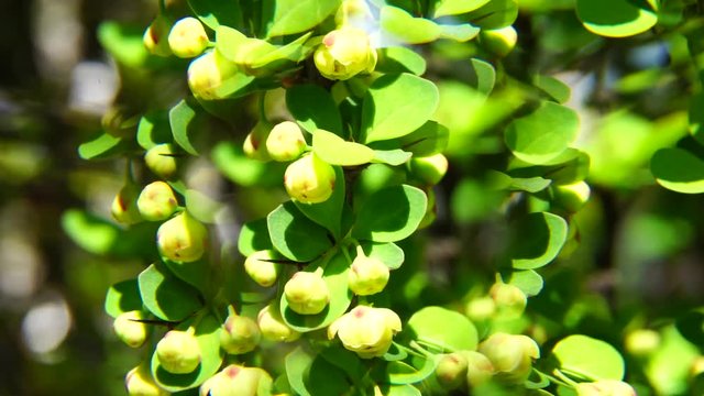 Young, yellow and spring inflorescence of Berberis Thunberg among the leaves on the breeze in fivefold reflection in the foothills of the Caucasus