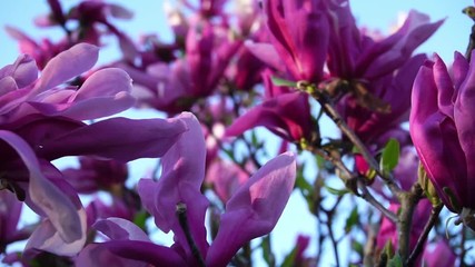 Violet magnolia leaves blowing in wind against blue sky