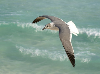 Gaviotas9
