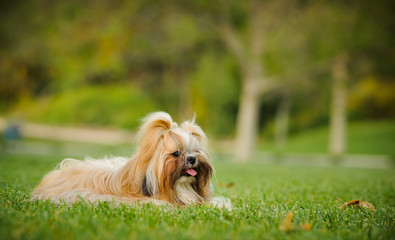 Shih Tzu dog outdoor portrait lying down in park grass