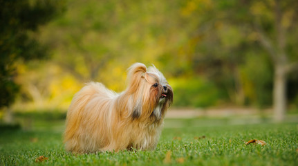 Shih Tzu dog outdoor portrait standing in park grass